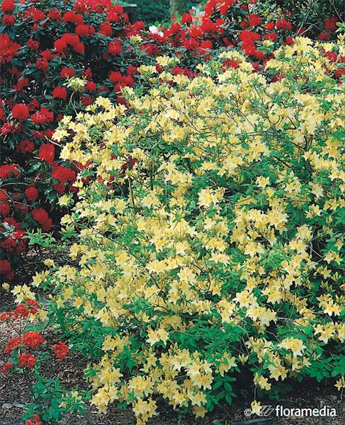 Azalia wielkokwiatowa Narcissiflora