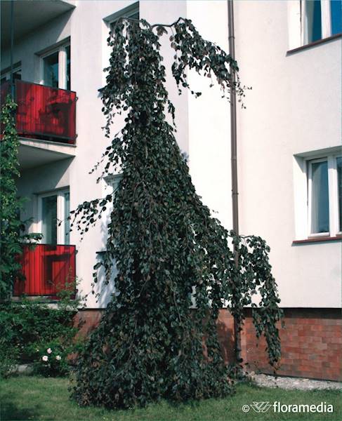 Buk pospolity Purple Fountain
