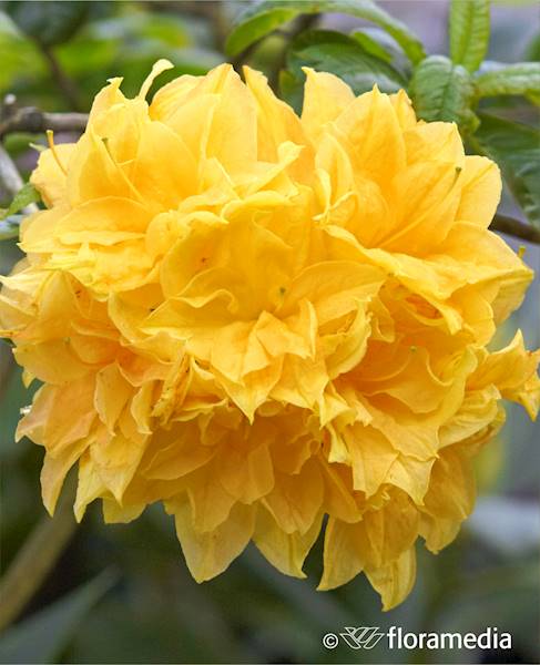 Azalia wielkokwiatowa Yellow Pompon