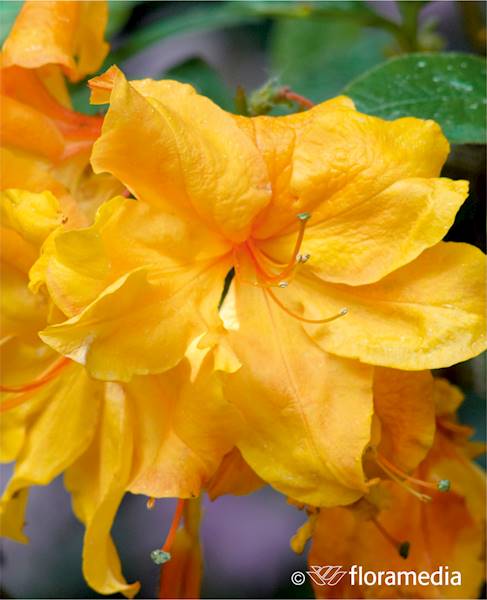 Azalia wielkokwiatowa Windsor Sunbean
