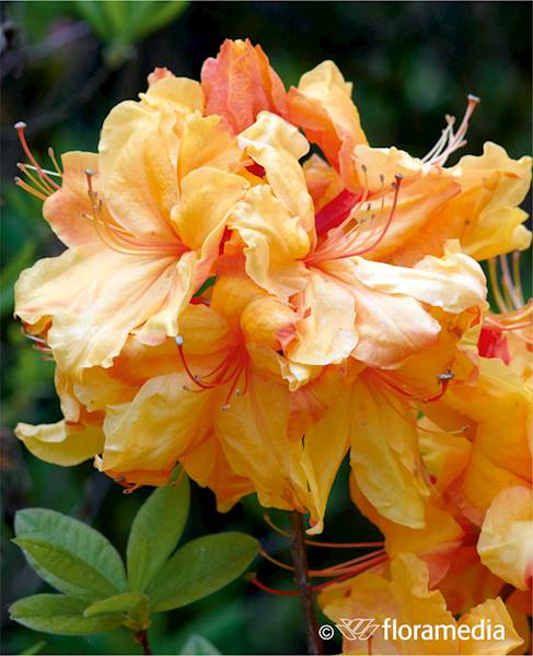 Azalia wielkokwiatowa Sunte Nectarine