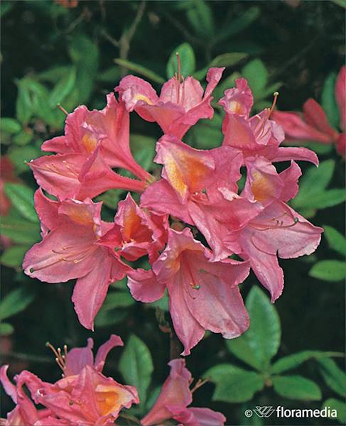 Azalia wielkokwiatowa Pink Delight