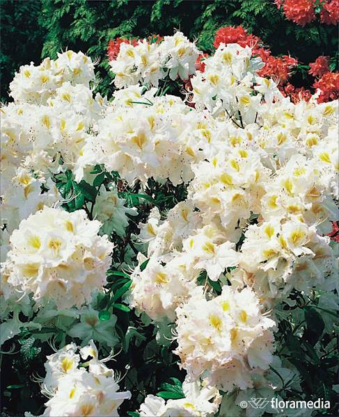 Azalia wielkokwiatowa Schneegold