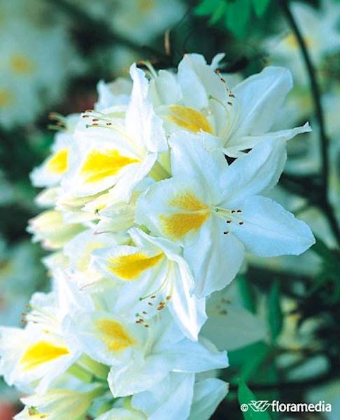 Azalia wielkokwiatowa Persil