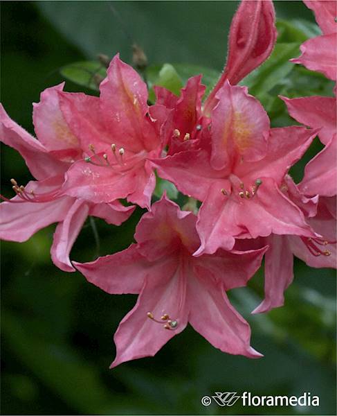 Azalia wielkokwiatowa Pennsylvania