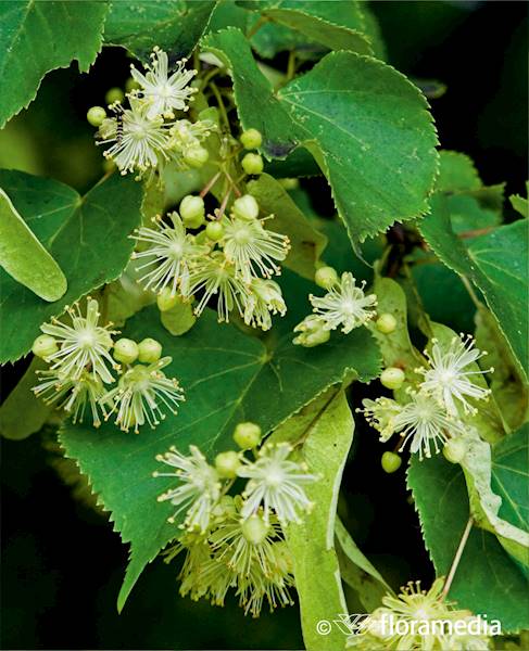Lipa drobnolistna Greenspire