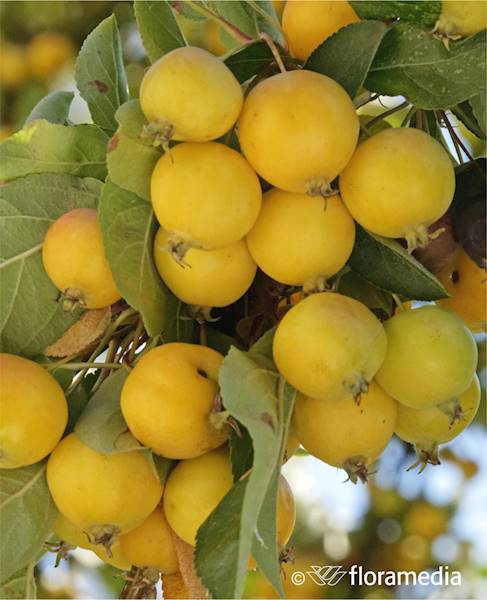 Jabłoń Wintergold