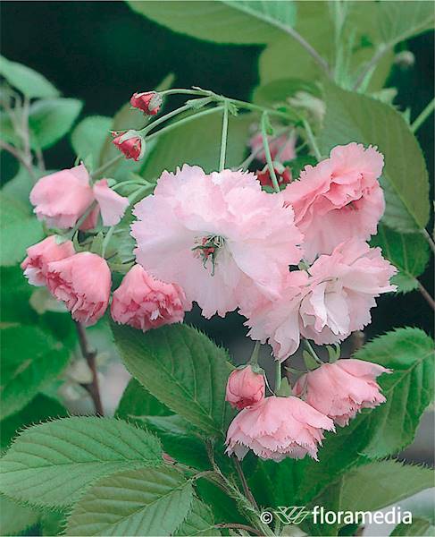 Wiśnia japońska Pink Perfection