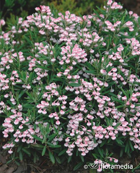 Modrzewnica 