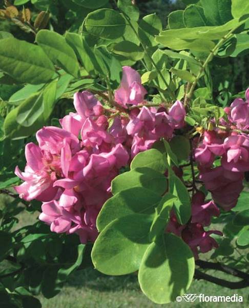 Robinia szczeciniasta Macrophylla