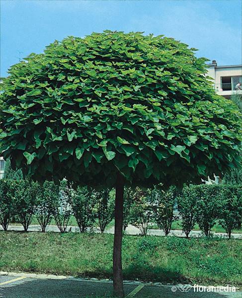 Surmia bignoniowa Nana 