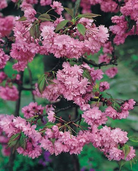 Wiśnia japońska Kiku Shidare Sakura