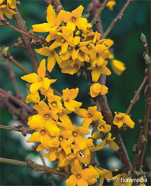 Forsycja Pośrednia Goldzauber