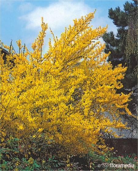 Forsycja Pośrednia Lynwood