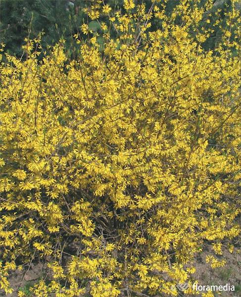 Forsycja Pośrednia Minigold