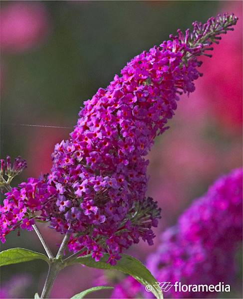 Budleja Dark Pink