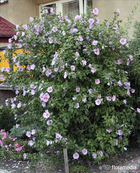 Ketmia syryjska (Hibiskus) 