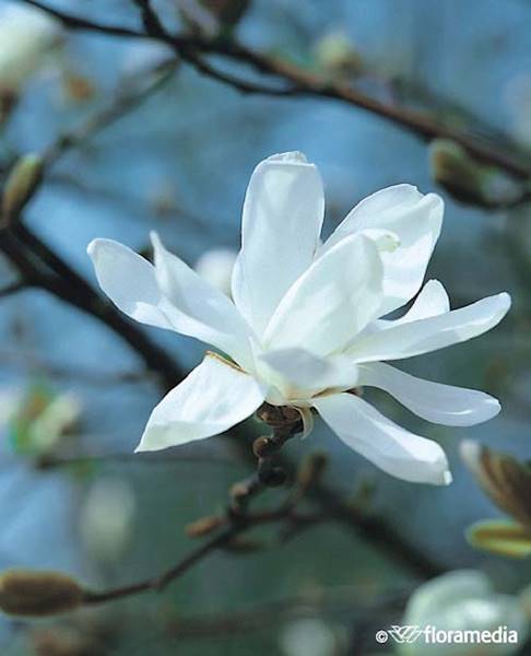 Magnolia gwiaździsta Merill
