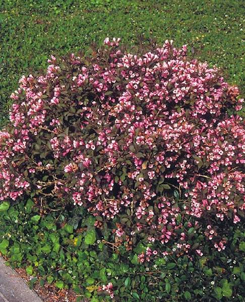 Krzewuszka Nana Purpurea