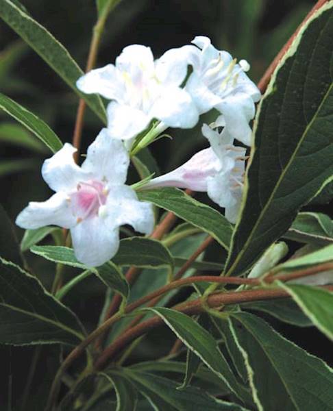 Krzewuszka Nana Variegata