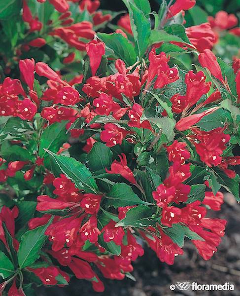 Krzewuszka Red Prince