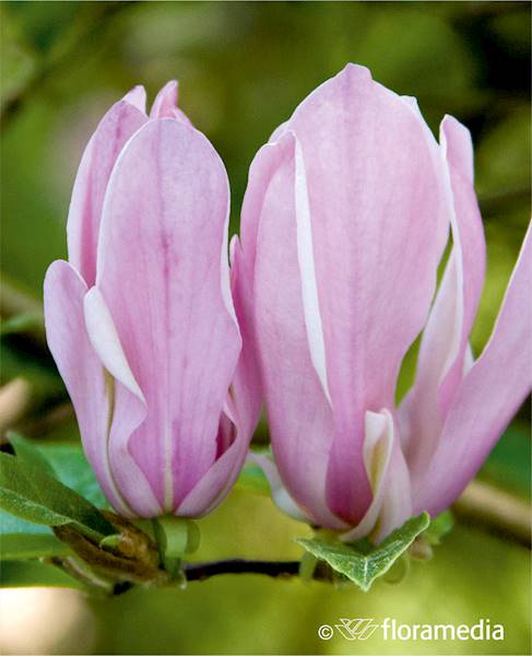 Magnolia George Henry Kern