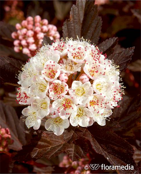 Pęcherznica Rubrum