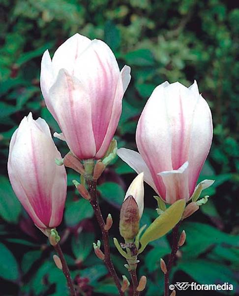 Magnolia Soulange'a
