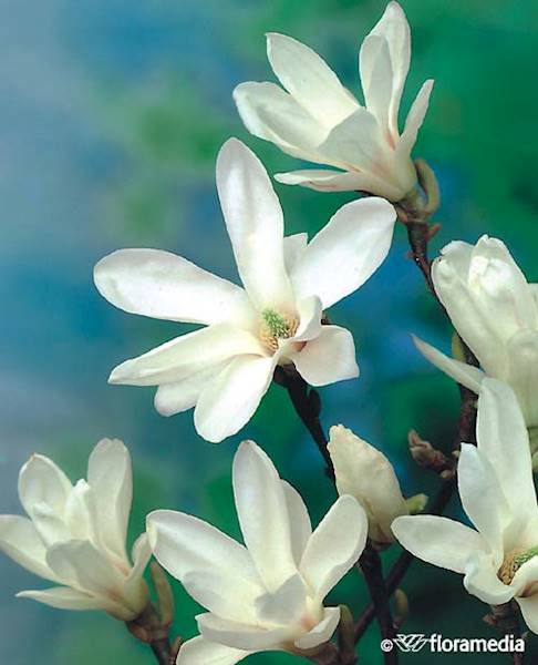 Magnolia Soulange'a Alba Superba