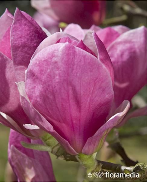 Magnolia Soulange'a Lennei