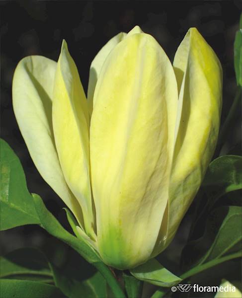 Magnolia brooklińska Yellow Bird