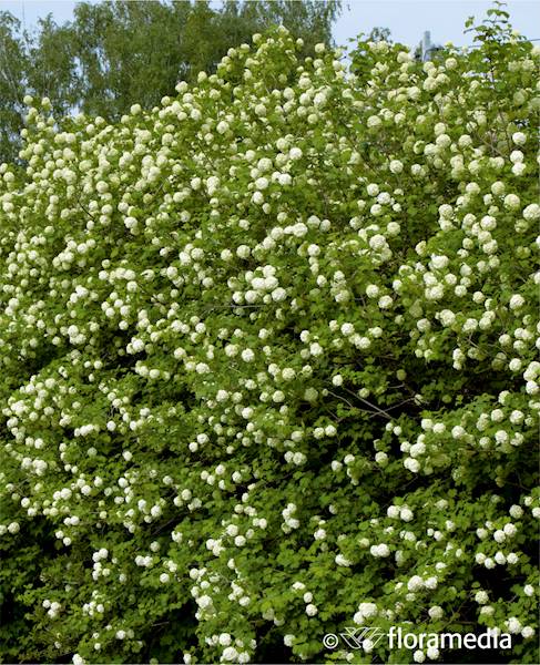 Kalina koralowa Roseum
