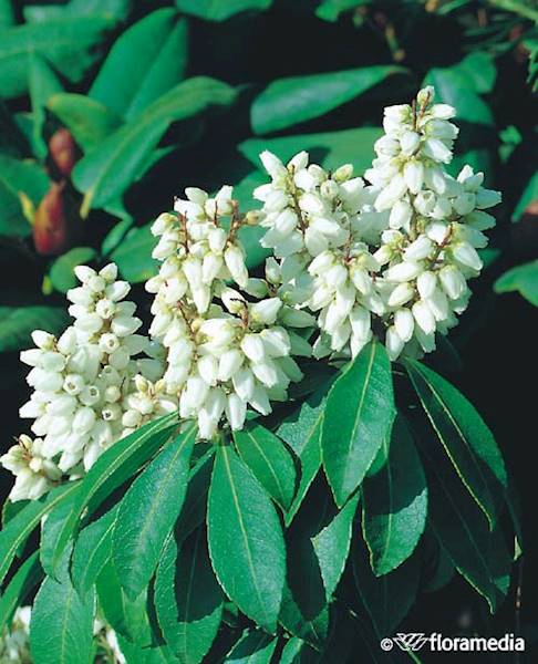 Pieris japoński Debutante