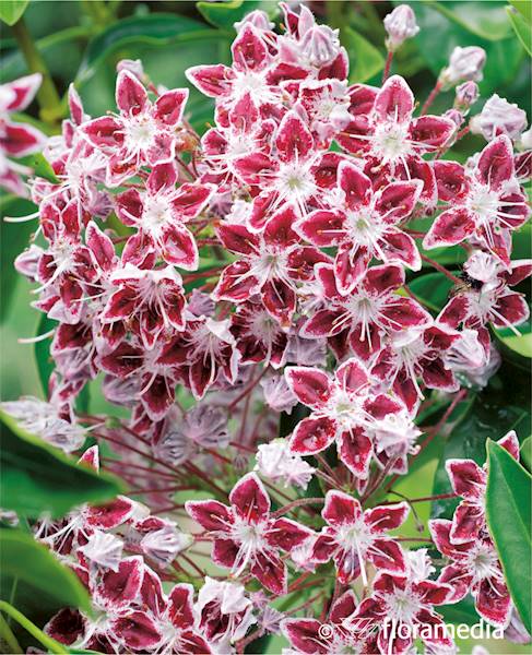 Kalmia szerokolistna 