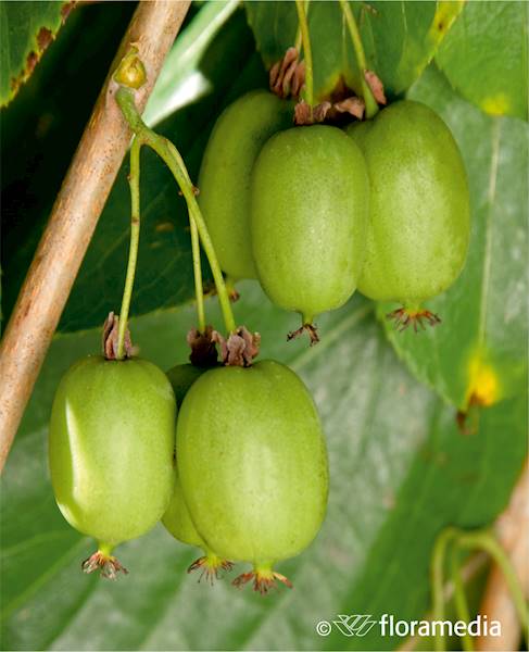 Aktinidia ostrolistna (Mini Kiwi) Lucy