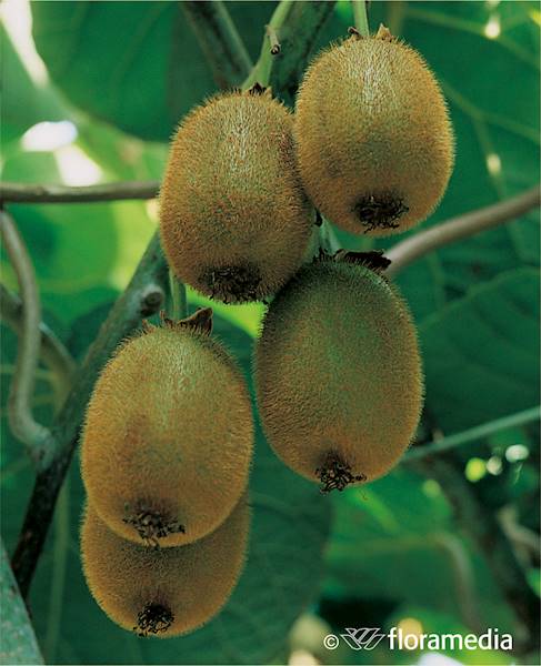 Aktinidia ostrolistna (Mini Kiwi) Zakarpacie
