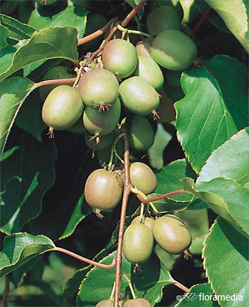 Aktinidia ostrolistna (Mini Kiwi) Geneva