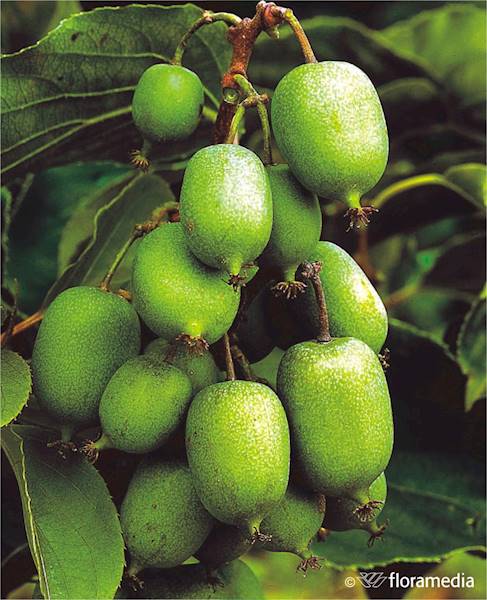 Aktinidia ostrolistna (Mini Kiwi) Issai