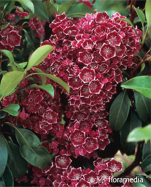 Kalmia szerokolistna Keepsake