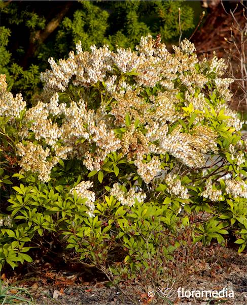 Pieris japoński Nocturne