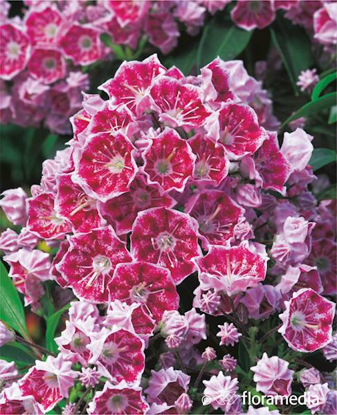Kalmia szerokolistna Tad