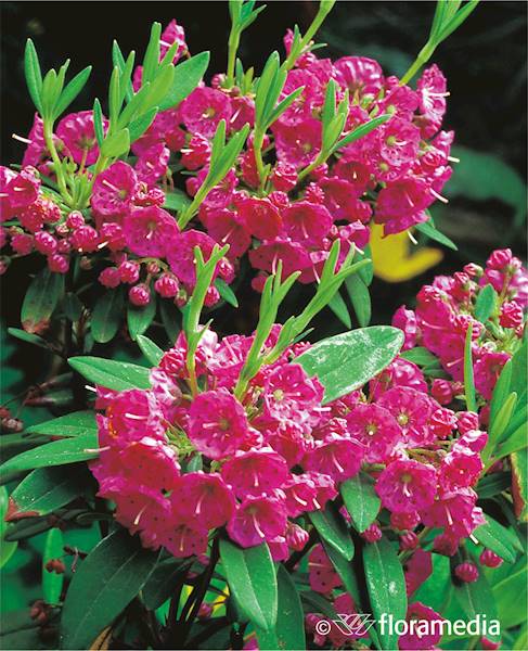 Kalmia szerokolistna 