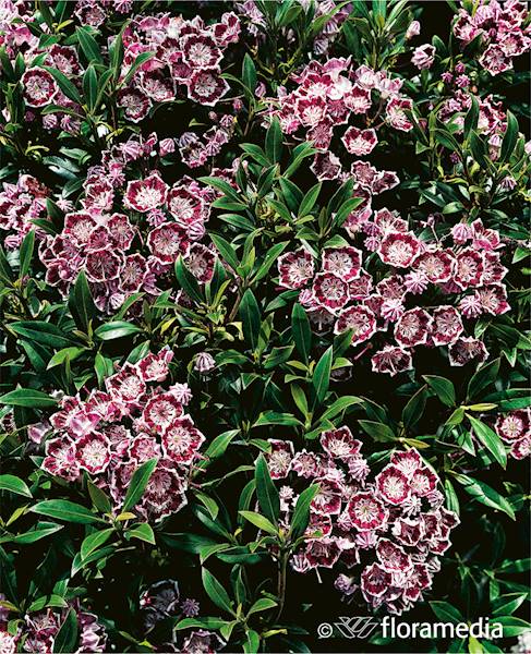 Kalmia szerokolistna Vanilla Cream