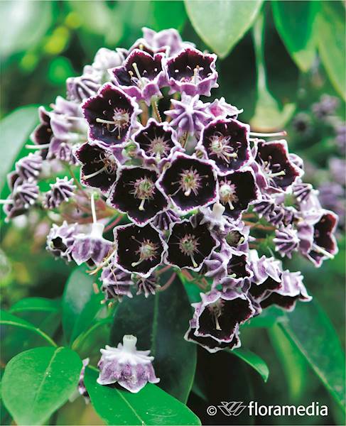 Kalmia szerokolistna Mitternacht (syn. Midnight)
