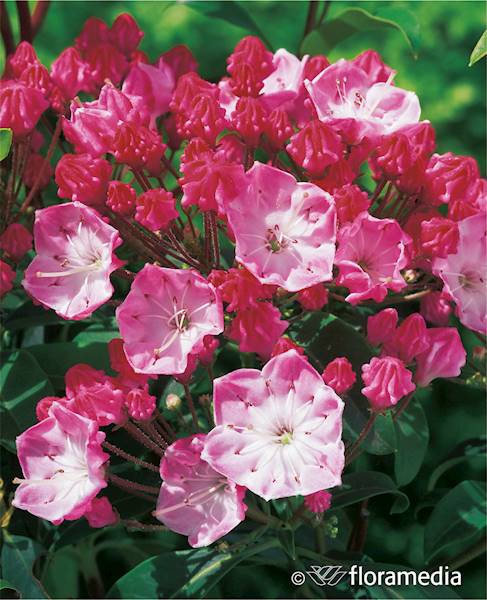 Kalmia szerokolistna Ostbo Red