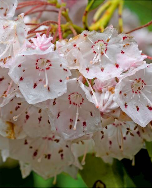 Kalmia szerokolistna Deep Secret