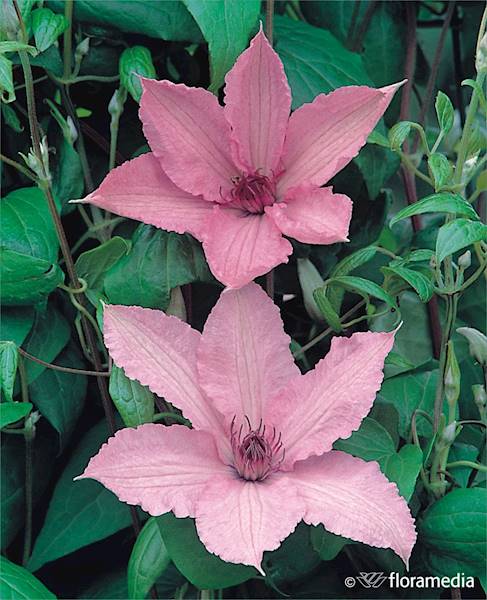 Powojnik Hagley Hybrid