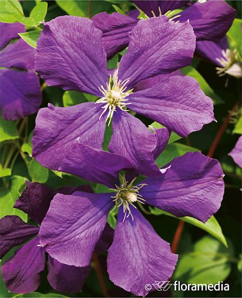 Powojnik Etoile Violet