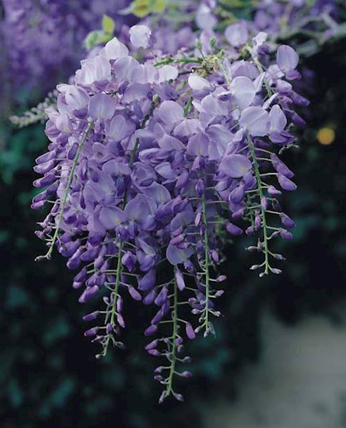 Glicynia Kwiecista Fioletowa