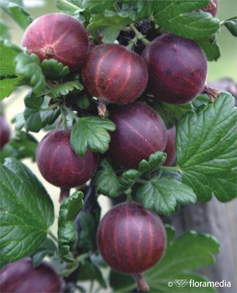 Agrest krzewiasty Hinnonmakii Rot